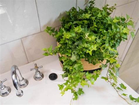 適合放浴室的植物 分席入座意思